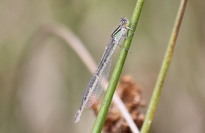 nimfa stawowa  - Rafał Walczybok