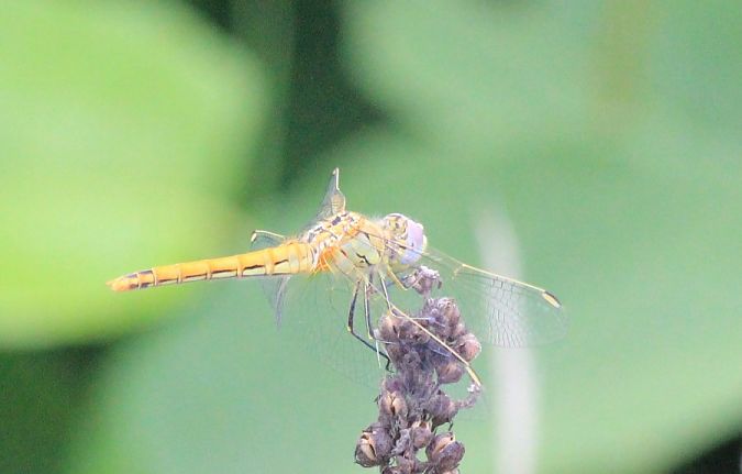 szablak wędrowny  - Rafał Walczybok