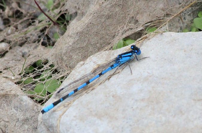 nimfa stawowa  - Rafał Walczybok