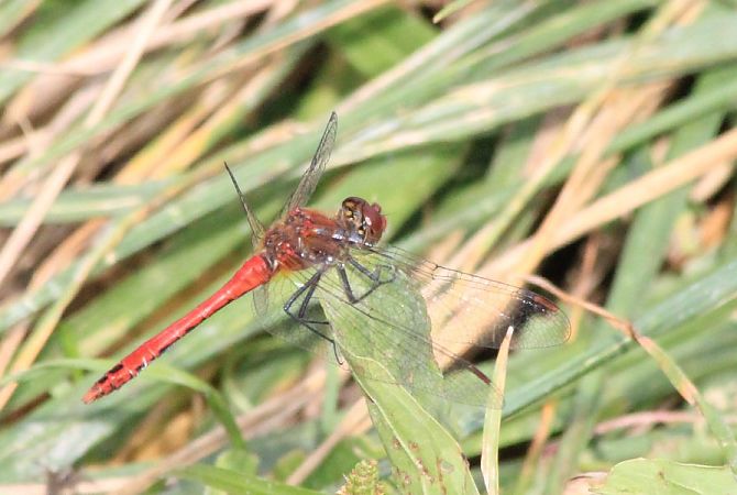 szablak krwisty  - Rafał Walczybok