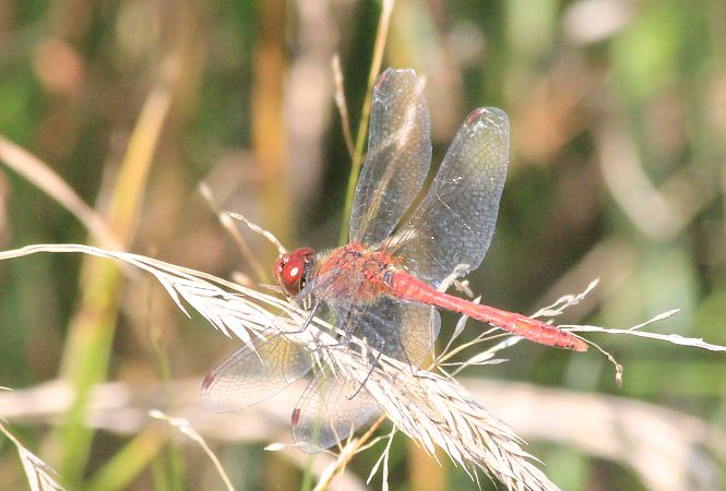 Sympétrum sanguin  - Rafał Walczybok