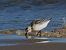 Sanderling  - Witold Chróścik