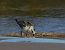 Sanderling  - Witold Chróścik