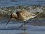 Bar-tailed Godwit  - Witold Chróścik