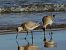 Bar-tailed Godwit  - Witold Chróścik