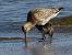 Bar-tailed Godwit  - Witold Chróścik