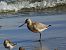 Bar-tailed Godwit  - Witold Chróścik