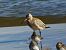 Bar-tailed Godwit  - Witold Chróścik