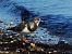 Ruddy Turnstone  - Witold Chróścik