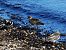 Ruddy Turnstone  - Witold Chróścik