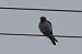 Red-footed Falcon 