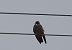 Red-footed Falcon 