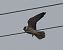 Red-footed Falcon 