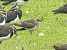 Black-winged Pratincole  - Piotr Izworski