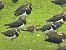 Black-winged Pratincole  - Piotr Izworski