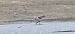 Bar-tailed Godwit  - Sebastian Watras