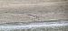Bar-tailed Godwit  - Sebastian Watras