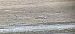 Bar-tailed Godwit  - Sebastian Watras