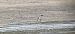 Bar-tailed Godwit  - Sebastian Watras