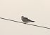 Red-footed Falcon  - Grzegorz Neubauer