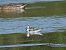 Red-necked Phalarope 