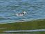 Red-necked Phalarope 