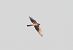 Pallid Harrier  - Ireneusz Nikiel