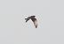 Pallid Harrier  - Ireneusz Nikiel