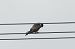 Red-footed Falcon  - Marcin Sołowiej
