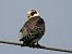 Red-footed Falcon  - Andrzej Gajowniczek