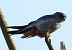 Red-footed Falcon  - Geoff Boulton