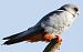 Red-footed Falcon  - Geoff Boulton
