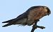Red-footed Falcon  - Geoff Boulton