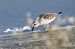 Sanderling 