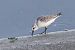 Sanderling 