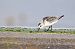 Sanderling 