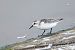 Sanderling 