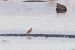 Bar-tailed Godwit 