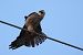 Red-footed Falcon  - Beata Prusak