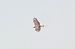 Long-legged Buzzard  - Marcin Dec