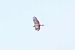 Adlerbussard  - Marcin Dec
