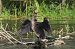 kormoran 
