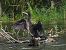 kormoran 