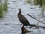 kormoran 
