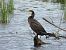 kormoran 