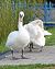 Mute Swan 