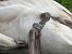 Mute Swan 