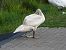 Mute Swan 