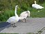 Mute Swan 