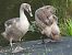 Mute Swan 